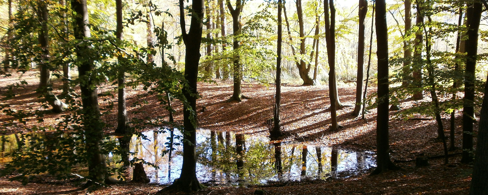 Motiv: Schorfheide - Brandenburg - Gastgeberverzeichnis - Gastgeberverzeichnis für Ihren Urlaub in  Deutschland