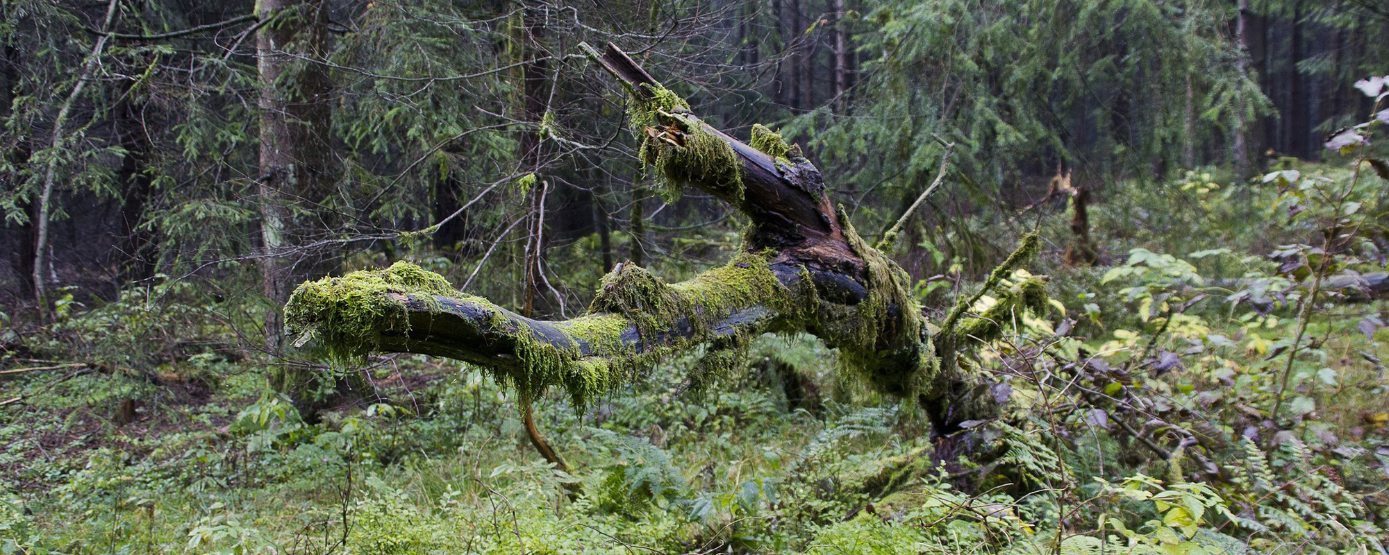 Motiv: Harz - Thüringen - Gastgeberverzeichnis - Gastgeberverzeichnis für Ihren Urlaub in  Deutschland