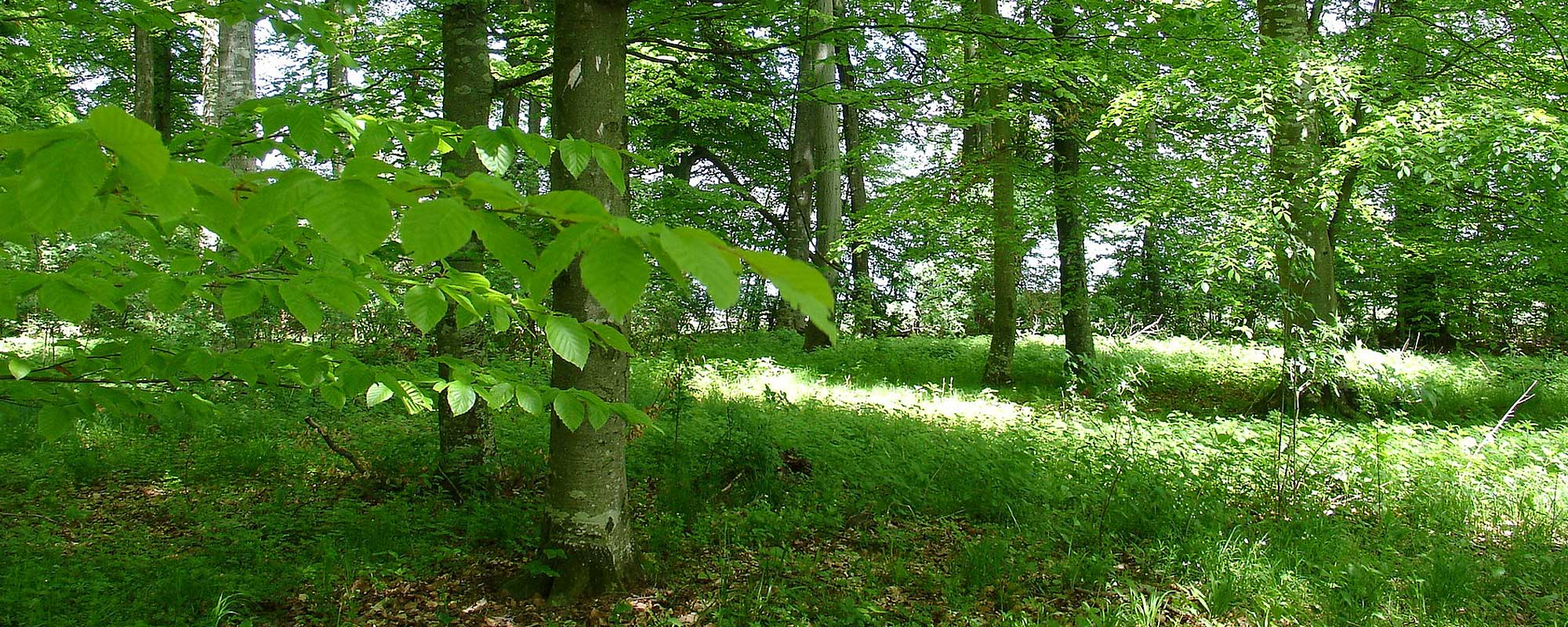 Motiv: Dübener Heide - Sachsen-Anhalt - Gastgeberverzeichnis - Gastgeberverzeichnis für Ihren Urlaub in  Deutschland